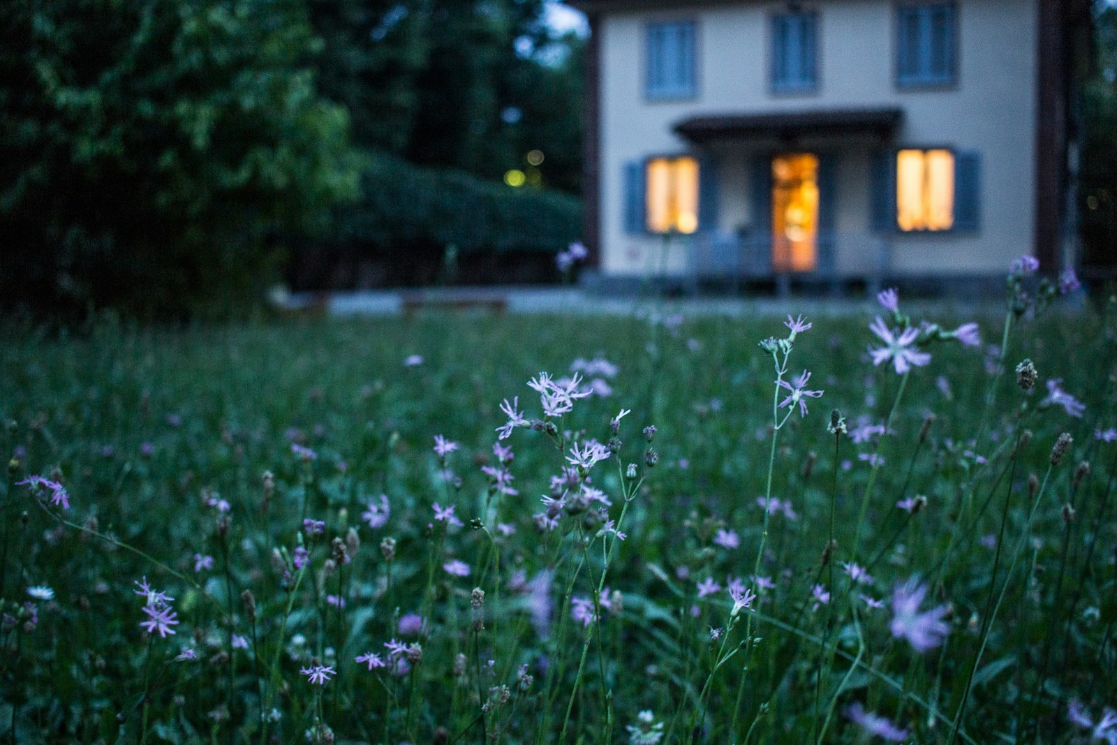 field of purple flower beside house, home insurance premiums